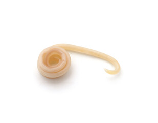 White roundworm parasite.