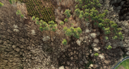 Aerial view of a forest of the Dordogne valley 