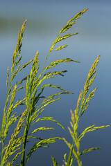 Meadow grass meadow with the tops of stele panicles. Poa pratensis green meadow european grass