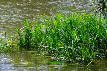 Glyceria maxima, commonly known as great manna grass, reed mannagrass, reed sweet-grass, and greater sweet-grass is rhizomatous perennial grasses in mannagrass genus native to Europe