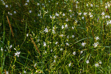 Fragile white and yellow flowers of Anthericum ramosum, star-shaped, growing in a meadow in the wild, blurred green background, warm colors, bright and sunny summer day