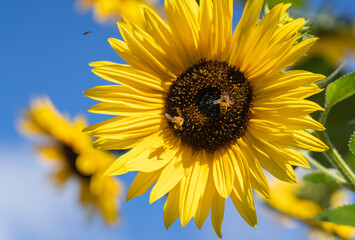 Beautiful sunflowers with bees in the garden, blue sky background - 643563542