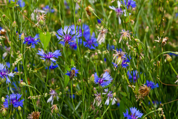 the blue cornflower centaurea cyanus is an edible plant