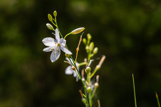 Fragile white and yellow flowers of Anthericum ramosum, star-shaped, growing in a meadow in the wild, blurred green background, warm colors, bright and sunny summer day