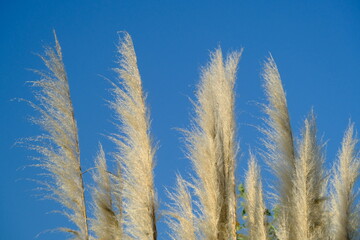 ears of wheat on blue sky background in ecological park of Buenos Aires, Argentina