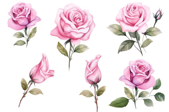 Watercolor image of a set of rose flowers on a white background
