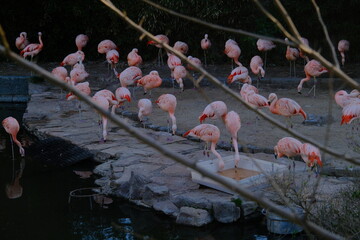 large group of flamingos in the zoo of Buenos Aires, Argentina surrounded by tree branches on the...