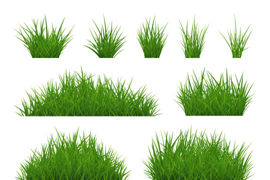 Set green grass bunch and tuft Isolated PNG