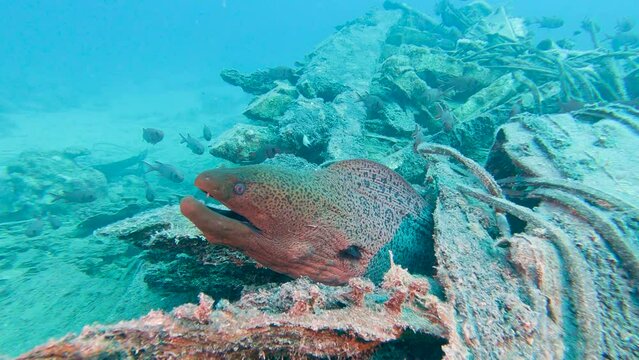 Giant moray eel on tropical coral reef shipwreck