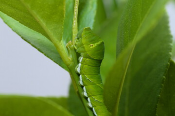 アゲハチョウの幼虫