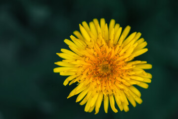 Close up blooming yellow dandelions on sunny day