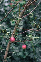 Fresh red apples on a tree in the garden