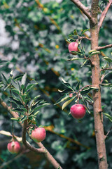 Fresh red apples on a tree in the garden