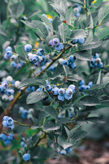 Fresh organic blueberry in the garden