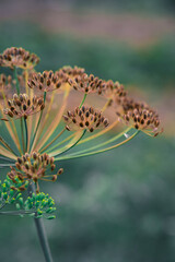 Seeds of a dill in the garden