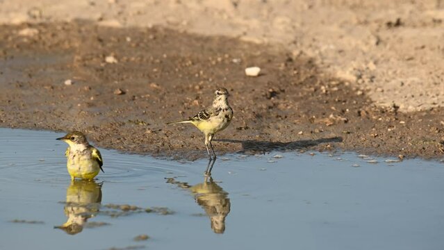 Bird Yellow Wagtail Motacilla flava summer time. The bird drinks water. Slow motion.