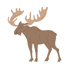 Moose wild forest animal, bull elk with horns, antlers, North America animals big woods stag mammal vector illustration