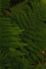 green fern background