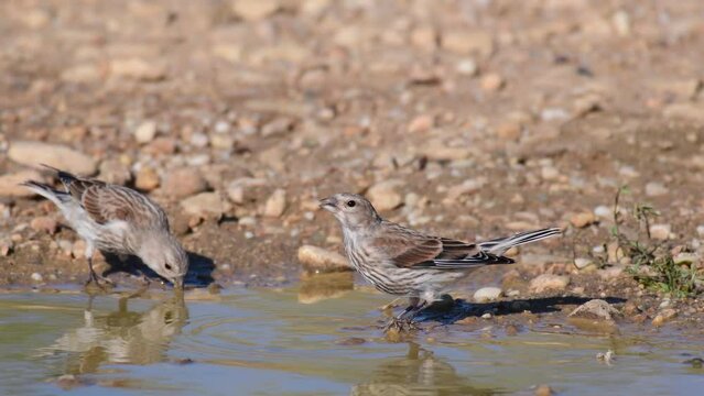 Common linnet Linaria cannabina in the wild. The linnet drinks water and flies away.