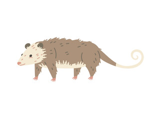 North American opossum wild animal character flat vector illustration isolated.