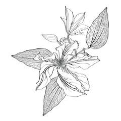 Black and white line illustration of clematis flower and leaves on a white background.
