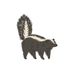 Skunk with a large fluffy tail and a light stripe, North America animals cartoon vector illustration, wild rare mammal