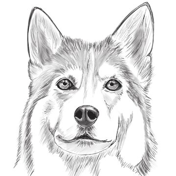 Husky siberien, chien de tra&icirc;neau, loup