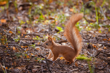 Naklejka na ściany i meble Lovely red Squirrel looking for food. Red Squirrel stands on the ground with dry leaves in the forest. 