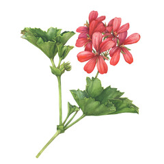 Red flower of garden plant geranium (also known as Pelargonium zonale, zonal geranium, storksbills). Watercolor hand drawn painting illustration isolated on a white background. - 643575147