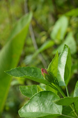 red bug on a leaf