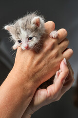 Newborn kitten in female hand. Woman's hands holding newborn kittens. Shallow depth of  field.