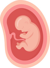 Fototapeta premium 6 Month Human Embryo Inside Womb