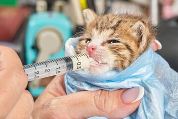 Small kitten is fed milk from a syringe. Newborn kitten in female hand. Concept of health care of pets. Macro. Shallow depth of  field. 