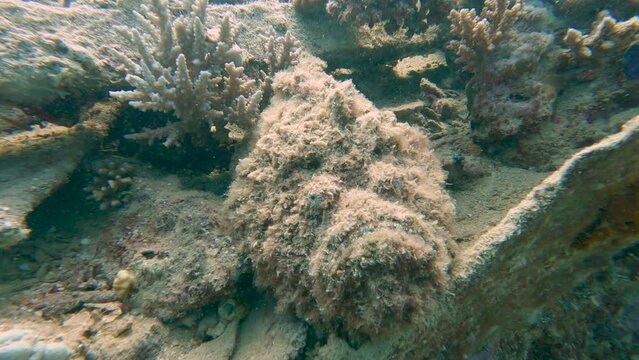 Reef stonefish hiding on tropical coral reef shipwreck