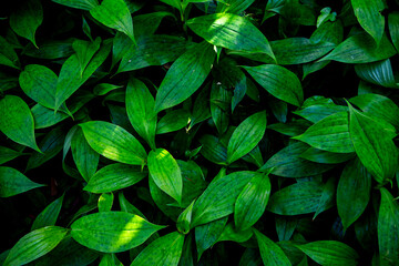 Green leaves, lush foliage textures pattern  background. 