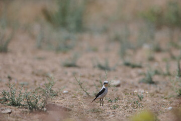 Climate change affecting the behaviour, ranges, and population dynamics of bird species. Climate change put lots of birds at risk of extinction. Scientists tracking effects of climate change on birds
