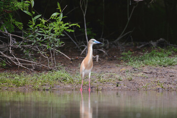 Climate change affecting the behaviour, ranges, and population dynamics of bird species. Climate change put lots of birds at risk of extinction. Scientists tracking effects of climate change on birds