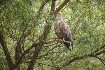 Climate change affecting the behaviour, ranges, and population dynamics of bird species. Climate change put lots of birds at risk of extinction. Scientists tracking effects of climate change on birds