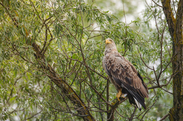Birds at risk of extinction. Reduce carbon footprint, preserving earth living, causes of climate change emissions of harmful gases, carbon dioxide contributes to global warming and environmental