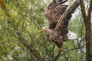 What makes a White Tailed Eagle majestic is its sheer size, but the way it catches fish with its...