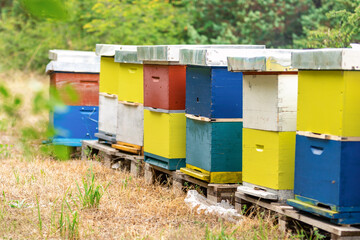 Beekeeping. Multi-colored hives with bees. Ecological apiary in Croatia.