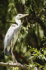 The grey plumage and stature of the Grey Heron makes it unmistakable and familiar