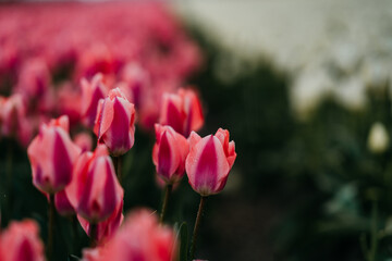 Tulip fields in Lisse, Netherlands