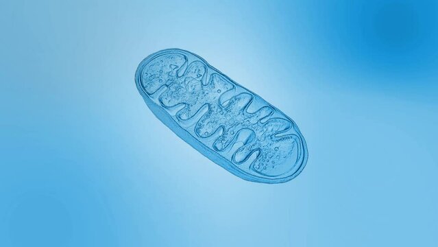 Mitochondria animation, cellular organelles, produce energy, Cell energy and Cellular respiration, DNA, 3D rendering animation