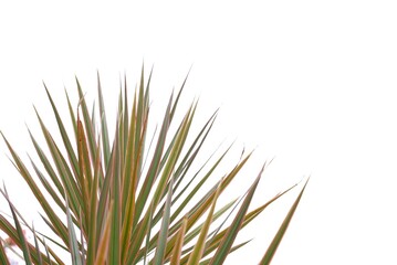 Tropical palm leaves on white isolated background with copy space for background backdrop