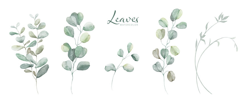 Set of Watercolor Botanical Leaves Elements