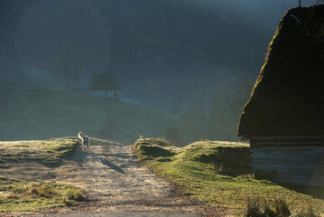 Mountain homestead in the autumn. Countryside thatched roof houses, barn