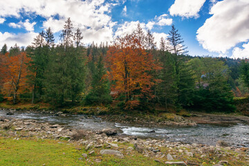 rapid river among forested countryside scenery of carpathian mountains. beautiful nature of ukraine in autumn. trees in colorful foliage