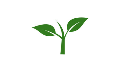Obraz na płótnie Canvas green plant isolated on white