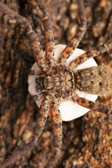 Huntsman spider carrying egg sack, Heteropoda venatoria, Satara, Maharashtra, India